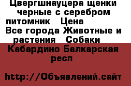 Цвергшнауцера щенки черные с серебром питомник › Цена ­ 30 000 - Все города Животные и растения » Собаки   . Кабардино-Балкарская респ.